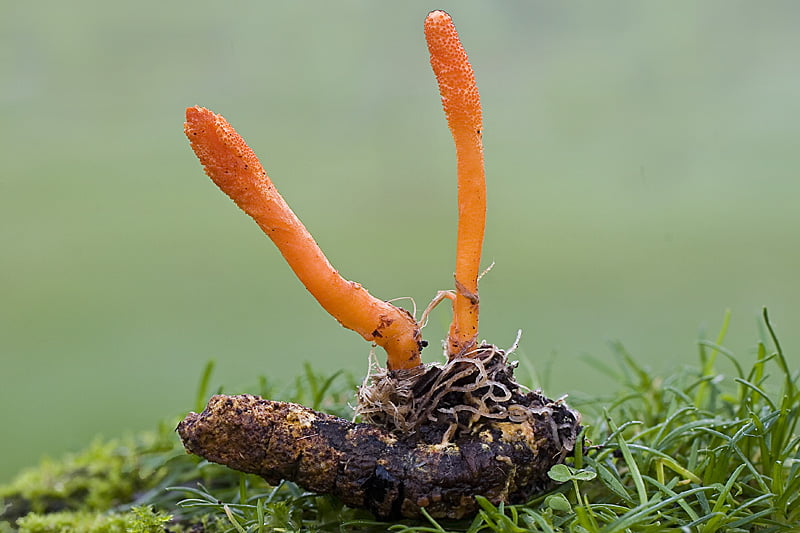 Medicinske gobe in imunski sistem 7 Cordyceps
