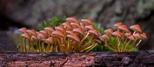 Medicinske gobe in imunski sistem