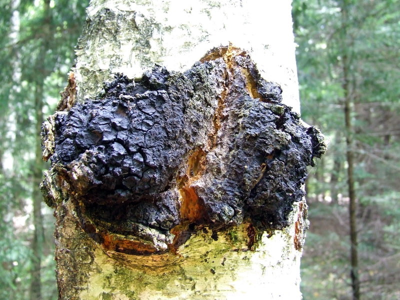 Medicinske gobe in imunski sistem 8 chaga