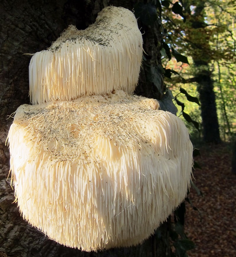 Medicinske gobe in imunski sistem 6 lions mane2