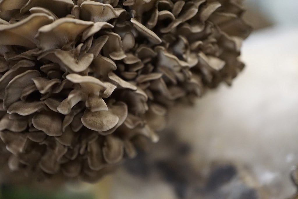 Medicinske gobe in imunski sistem 3 maitake