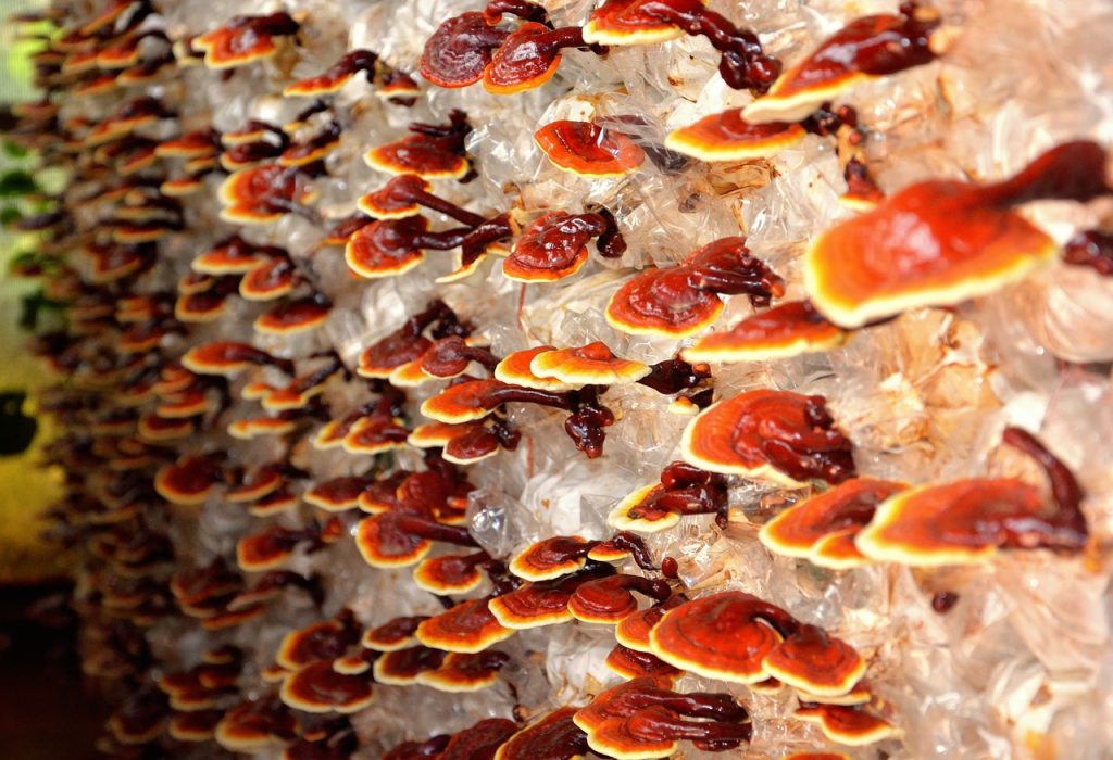 Medicinske gobe in imunski sistem 5 reishi