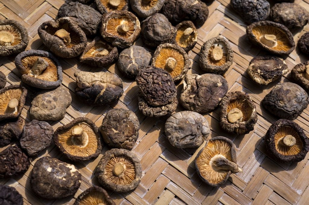 Medicinske gobe in imunski sistem 4 shiitake