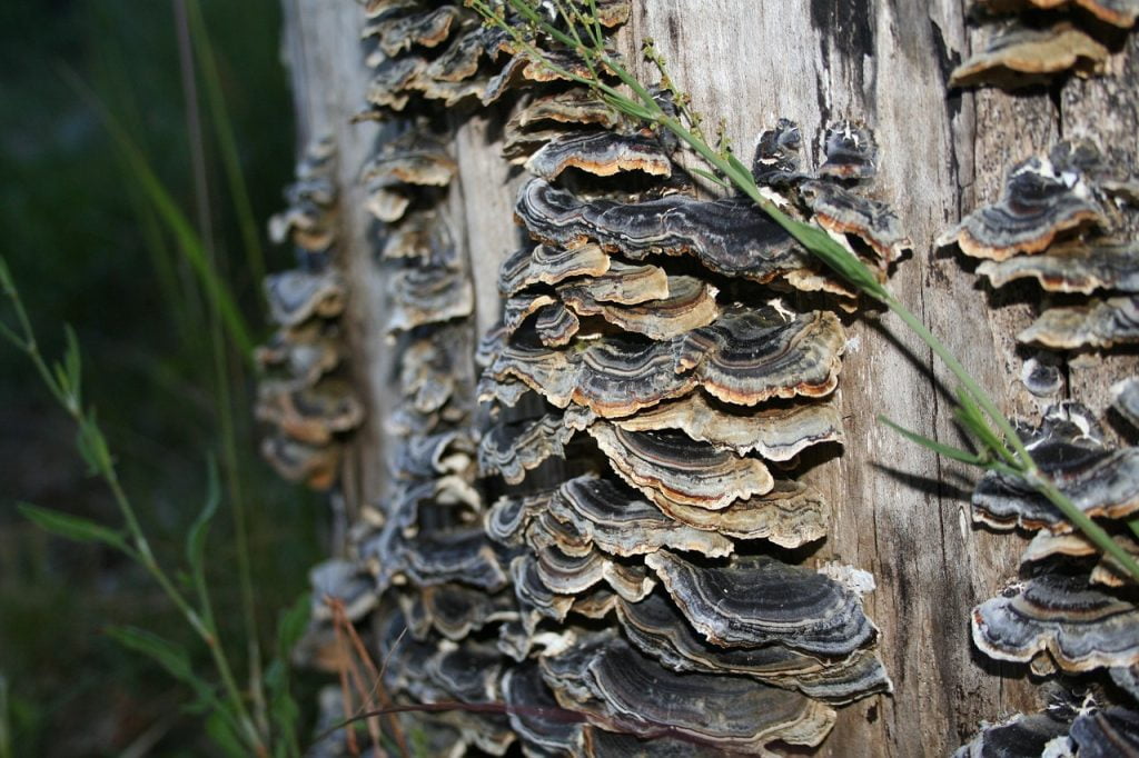 Medicinske gobe in imunski sistem 2 turkey tail