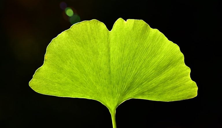 Kako si pomagati pri PMS-ju? 3 ginko 3764101 1280