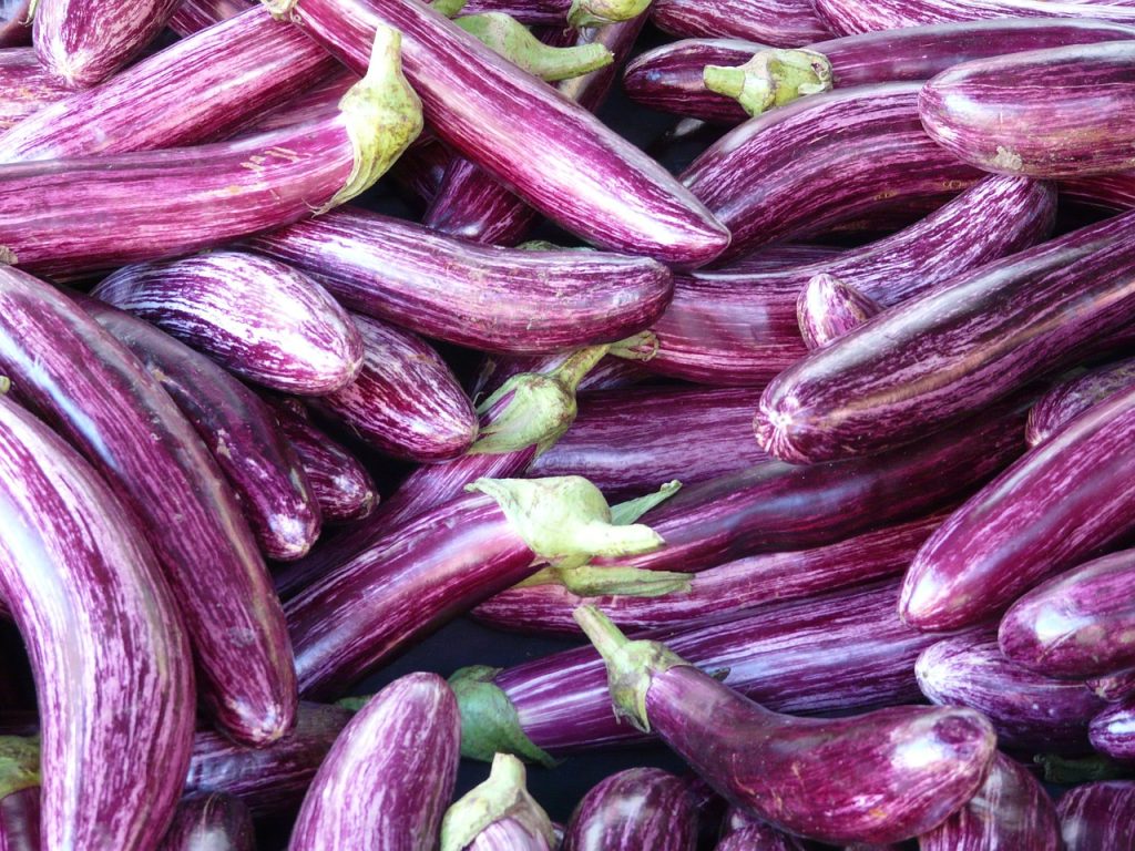 Jajčevci 2 eggplant 73906 1280