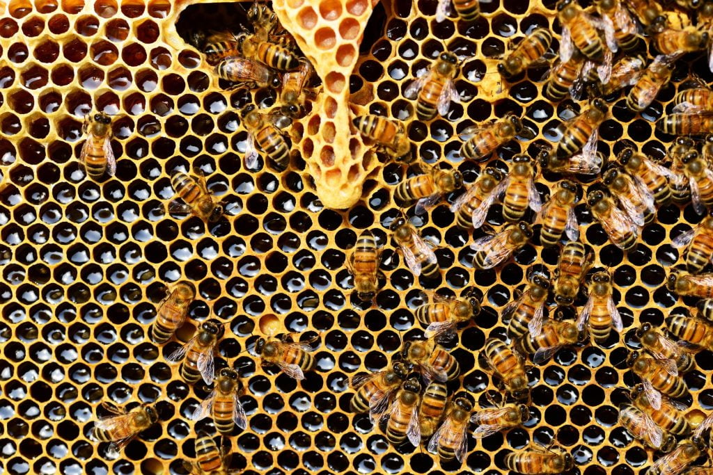 5 prednosti surovega medu 2 queen cup honeycomb honey bee new queen rearing compartment 56876.jpeg